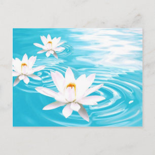 White Lotus Pflanze schwimmen auf türkisblauem Was Postkarte