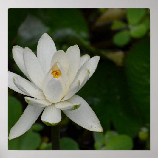 White Lotus Poster (Vorne)