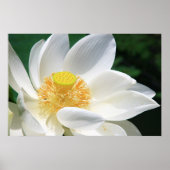 White Lotus Poster (Vorne)