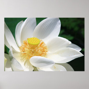 White Lotus Poster