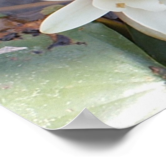 WHITE LOTUS POSTER (Ecke)