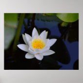 White Lotus Poster (Vorne)