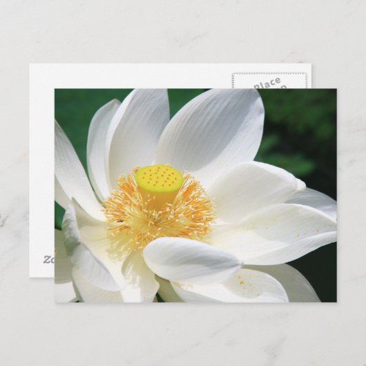 White Lotus Postkarte (Vorne/Hinten)