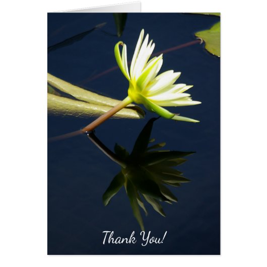 White Lotus Wasserlilie (Vorne)