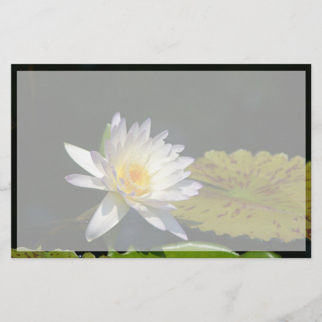White Lotus Wasserlilie Blume (Vorderseite)