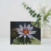 White Lotus Wasserlilie Postcard Postkarte (Stehend Vorderseite)