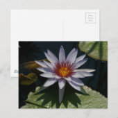 White Lotus Wasserlilie Postcard Postkarte (Vorne/Hinten)