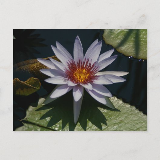 White Lotus Wasserlilie Postcard Postkarte (Vorderseite)