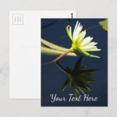 White Lotus Wasserlilie Postkarte (Vorne/Hinten)