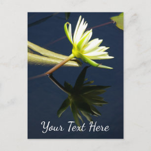 White Lotus Wasserlilie Postkarte