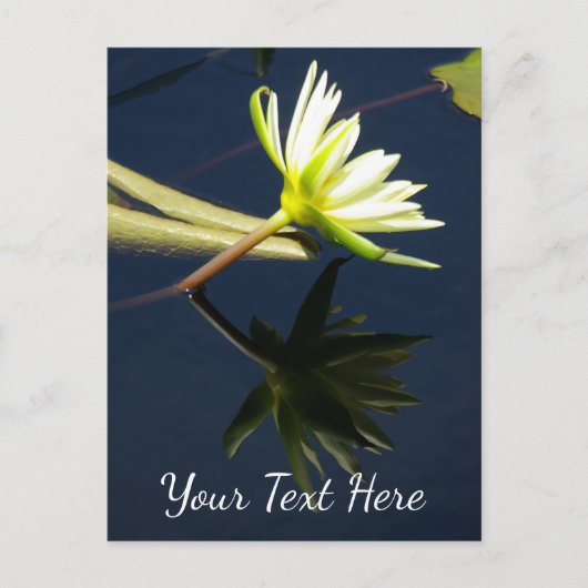 White Lotus Wasserlilie Postkarte (Vorderseite)