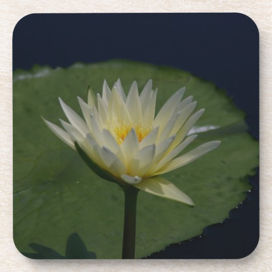 White Lotus Wasserlilie Untersetzer (Vorderseite)