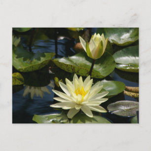 White Lotus Wasserlilien Postcard Postkarte
