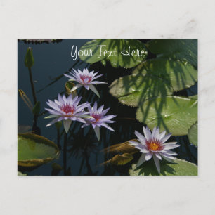 White Lotus Wasserlilien Postcard Postkarte