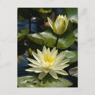 White Lotus Wasserlilien Postcard Postkarte