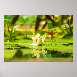 White Lotus Water Garden Poster