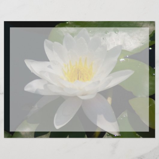 White Lotus Waterllly Blume (Vorderseite)