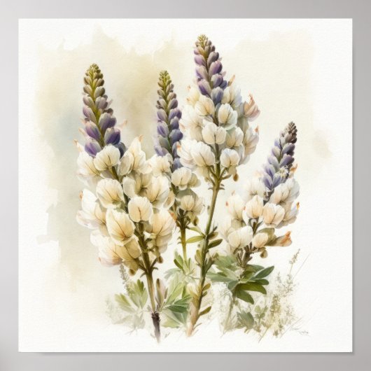 White Lupine Blume Art Print Poster (Vorne)