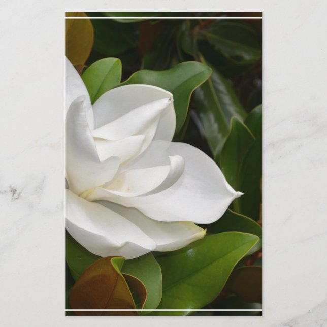 White Magnolia (Vorderseite)