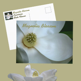 White Magnolia Blossom Fotografisch Postkarte