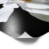 White Magnolia Blume Blossom Nah bis 8x10 Fotodruck (Ecke)