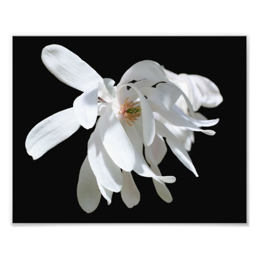 White Magnolia Blume Blossom Nah bis 8x10 Fotodruck (Vorne)