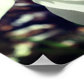 White Magnolia Blume Blossom Nah Poster (Ecke)