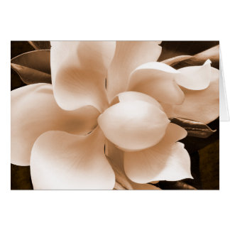 White Magnolia Blume Sepia Schwarzer Hintergrund