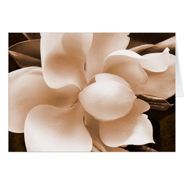 White Magnolia Blume Sepia Schwarzer Hintergrund (Vorderseite (Horizontal))