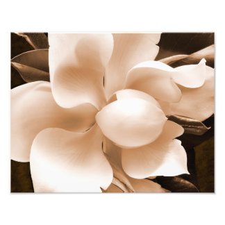 White Magnolia Blume Sepia Schwarzer Hintergrund Fotodruck