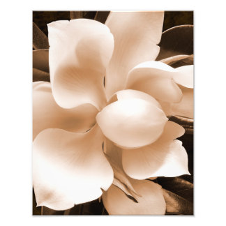 White Magnolia Blume Sepia Schwarzer Hintergrund Fotodruck
