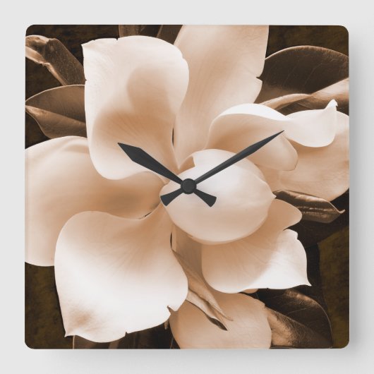 White Magnolia Blume Sepia Schwarzer Hintergrund Quadratische Wanduhr (Vorderseite)
