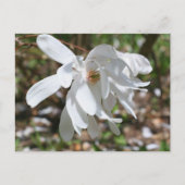 White Magnolia Flower Personalized Postkarte (Vorderseite)