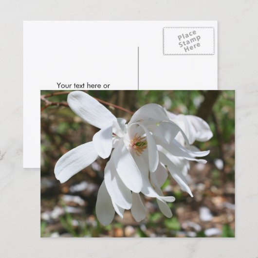 White Magnolia Flower Personalized Postkarte (Vorne/Hinten)