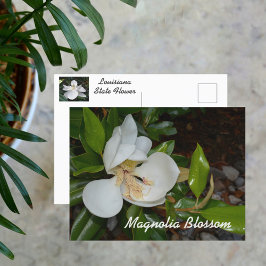 White Magnolia Louisiana Staat Blume Fotografie Postkarte