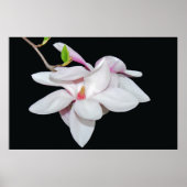 White Magnolia Poster (Vorne)