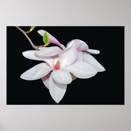White Magnolia Poster (Vorne)
