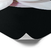 White Magnolia Poster (Ecke)