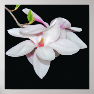 White Magnolia Poster