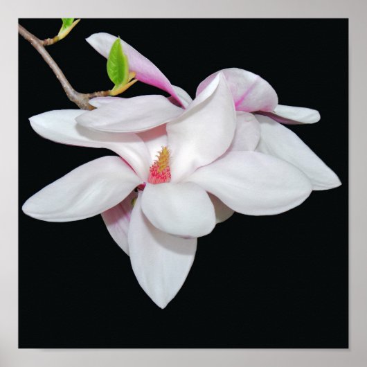White Magnolia Poster (Vorne)