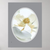                          White Magnolia            Poster (Vorne)