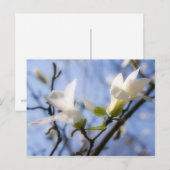 White Magnolia Postkarte (Vorne/Hinten)