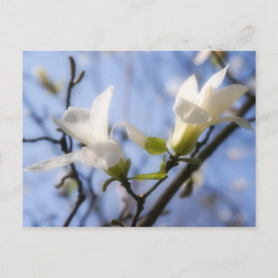White Magnolia Postkarte