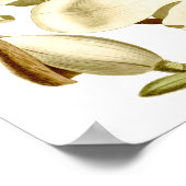White Magnolias Blumenposter drucken Poster (Ecke)