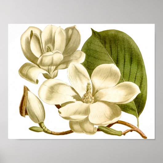 White Magnolias Blumenposter drucken Poster (Vorne)