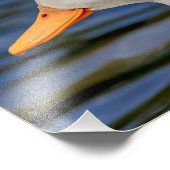 White Mallard Duck Fotodruck (Ecke)