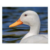 White Mallard Duck Fotodruck (Vorne)