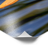 White Mallard Duck Fotodruck (Ecke)