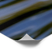 White Mallard Duck Poster (Ecke)