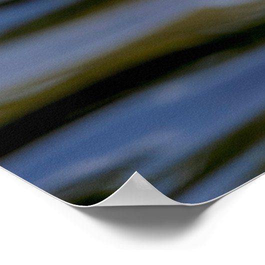 White Mallard Duck Poster (Ecke)